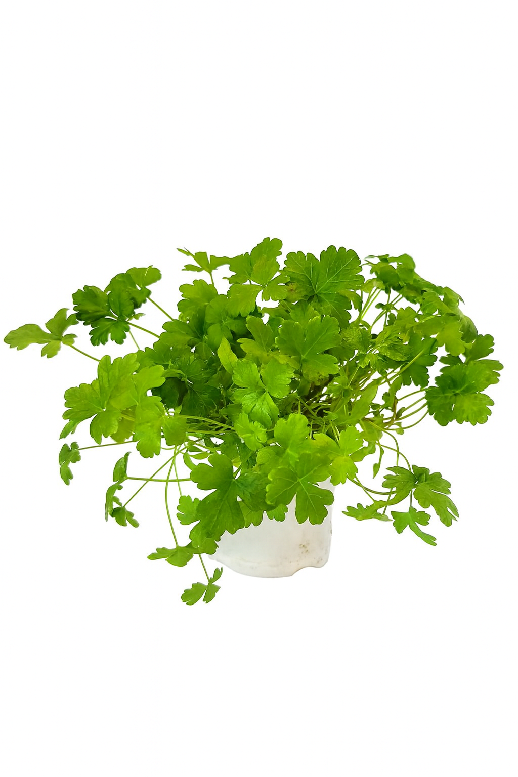 Persil italien 3 pouces