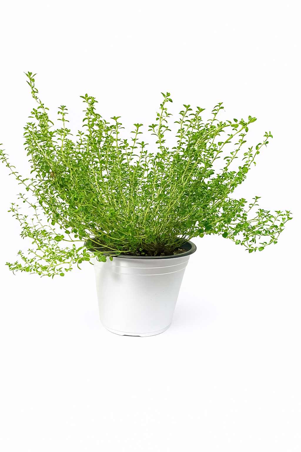 Thym citron 6 pouces