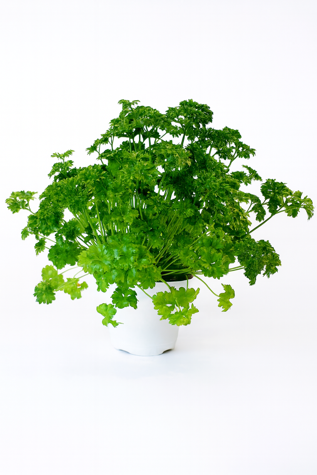 Persil frisé 3 pouces