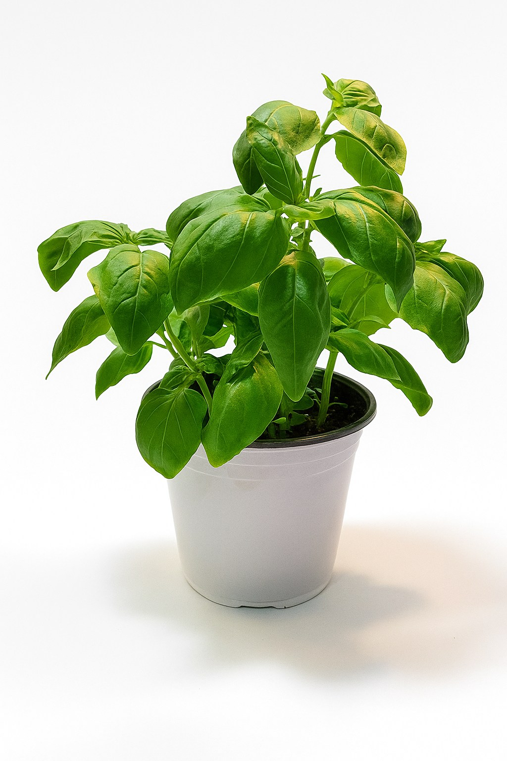 Basilic Dolce Fresca 6 pouces