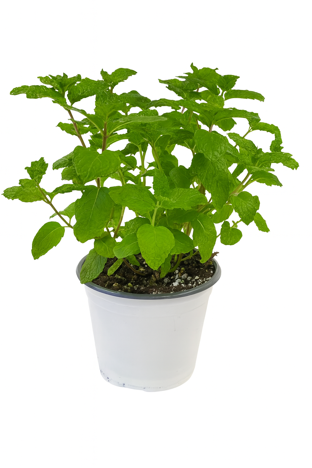 Menthe Mojitos 6 pouces