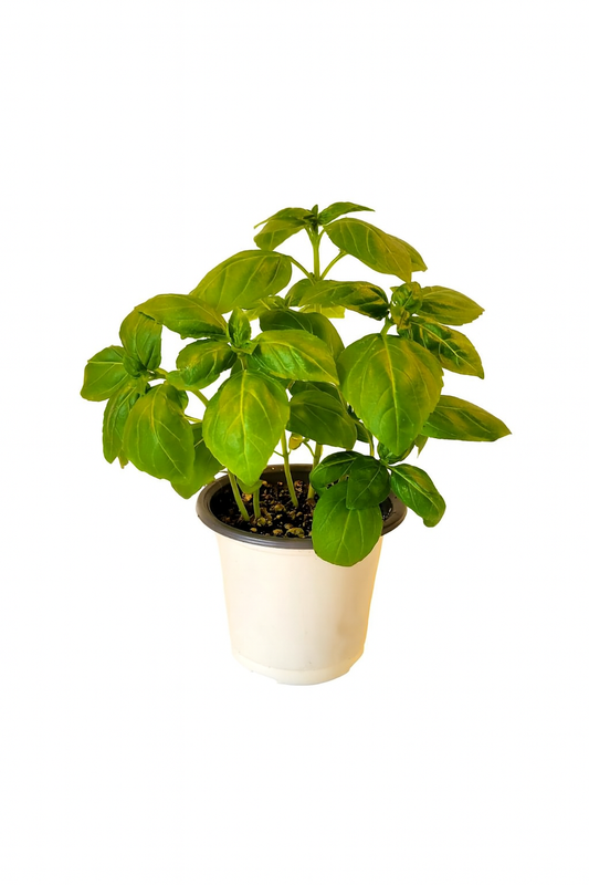 Basilic Dolce Fresca 3 pouces