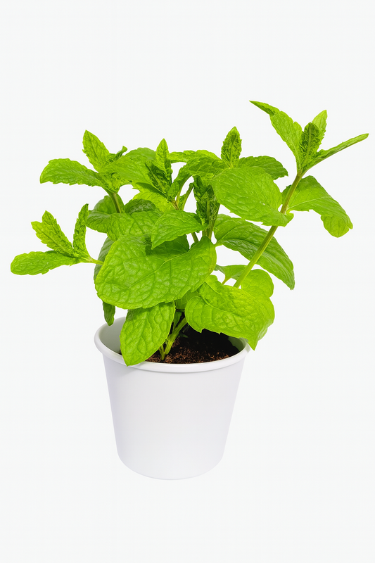 Menthe Mojitos 3 pouces