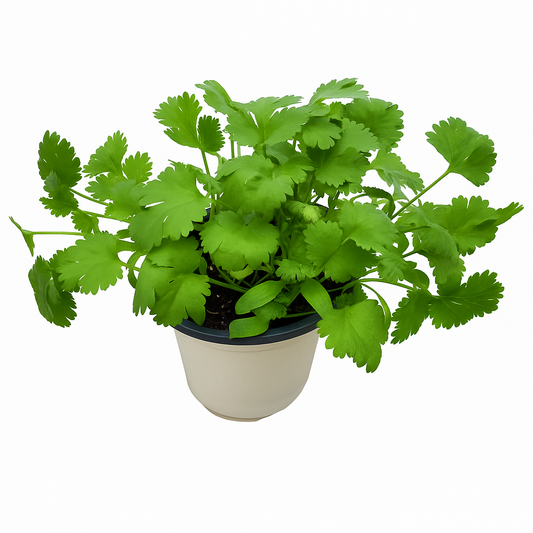 Coriandre 3 pouces