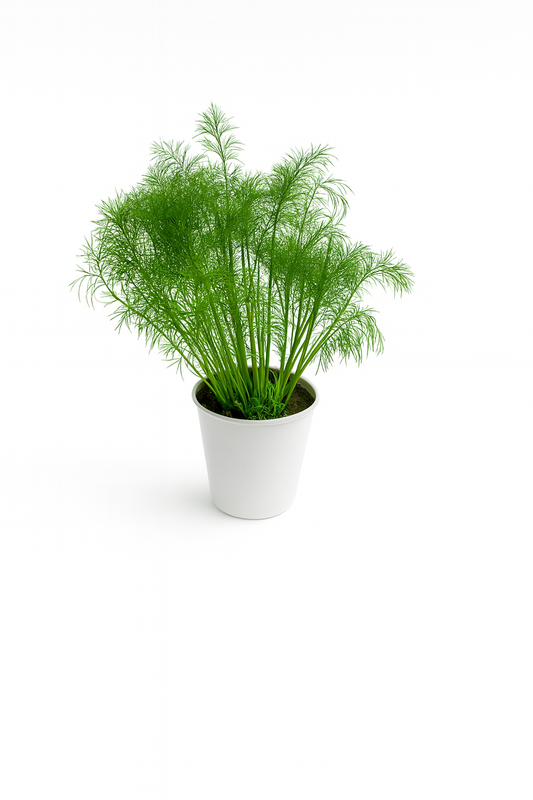 Aneth Fernleaf 3 pouces
