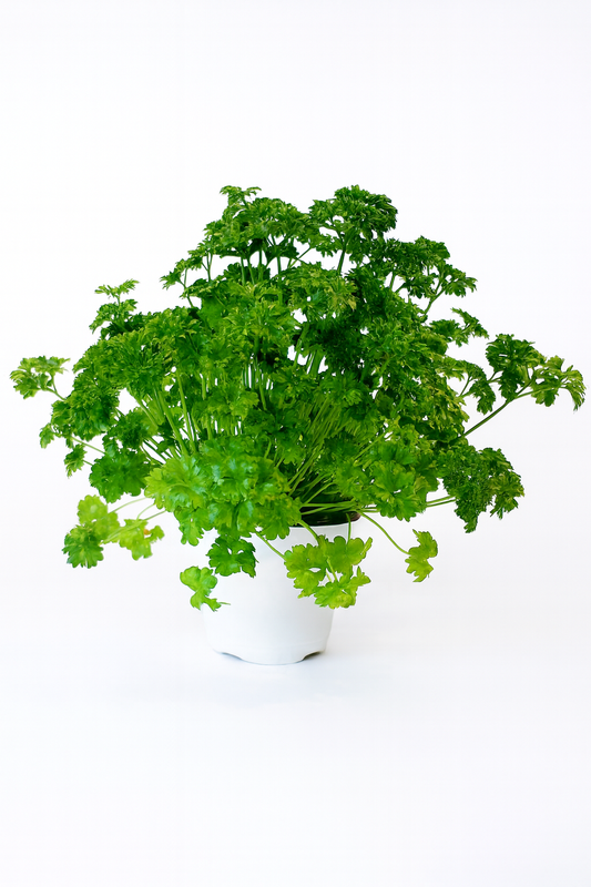 Persil frisé 3 pouces