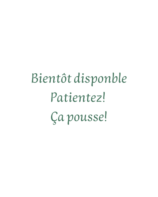 Origan commun 3 pouces