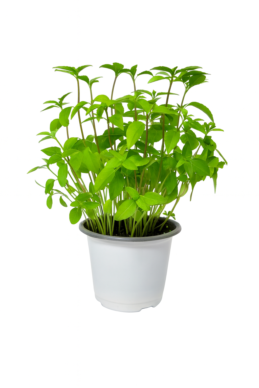 Basilic Thaï 3 pouces