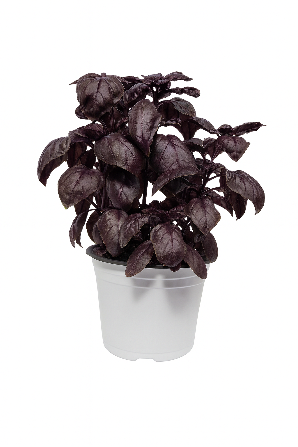 Basilic Crimson King 6 pouces