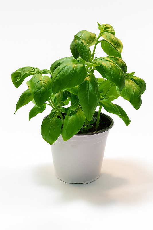 Basilic Dolce Fresca 6 pouces