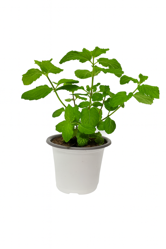 Menthe verte 3 pouces